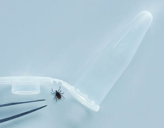 Choroby odkleszczowe – z czym trzeba się liczyć? Choroby odkleszczowe