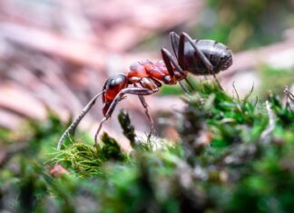 Domowe sposoby na mrówki Domowe sposoby na mrówki