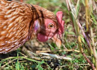 Co to znaczy Chow? Co to znaczy Chow?