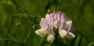 Co to Vario w Hederze?