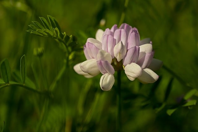 Co to Vario w Hederze? Co to Vario w Hederze?