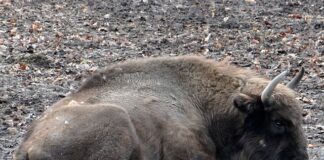 Czy trzeba mieć pozwolenie na hodowle psów?