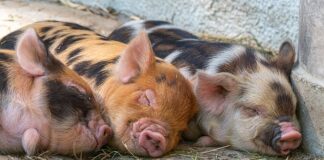 Co hodować zamiast świń?