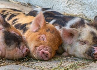 Co hodować zamiast świń? Co hodować zamiast świń?