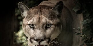 Czy Puma jest legalna w Polsce?