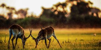 Ile kosztuje Gazela motocykl?