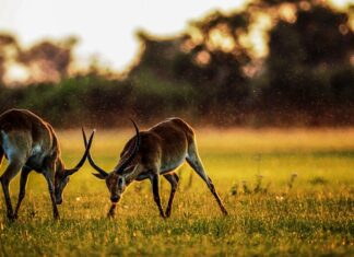 Ile kosztuje Gazela motocykl? Ile kosztuje Gazela motocykl?