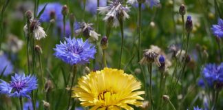 Za co odpowiada EBS?