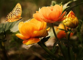 Czy warto mieć w domu jakieś zwierzę? Czy warto mieć w domu jakieś zwierzę?