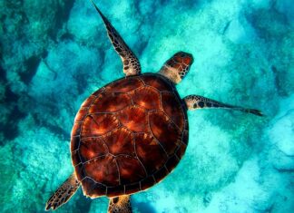 Jakie zwierzęta są hodowane w Polsce?