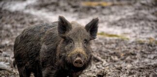 Czy można zabić świnie na własny użytek?