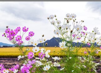 Ile biegów ma kombajn?