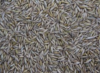 Gdzie jest produkowany Ford Ranger?