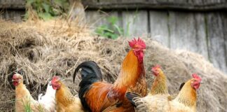 Czy można trzymać kury bez rejestracji?