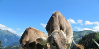 Gdzie jest najwięcej krów na świecie?