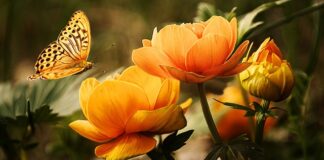 Jakie nietypowe zwierzę do domu?