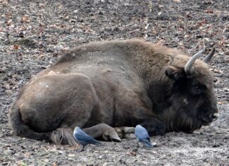 Jak prowadzić hodowlę? Jak prowadzić hodowlę?