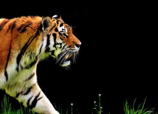 Czy przy odpalaniu automatu z hamulcem?