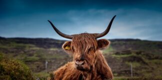 Czy krowy pierdzą metanem?