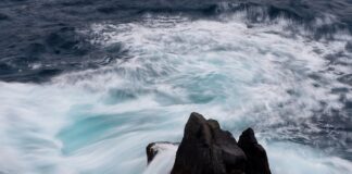 Jakie są ceny Hondy CR-V?