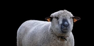 Co najbardziej opłaca się hodować?