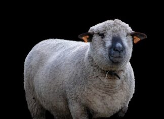 Co najbardziej opłaca się hodować?