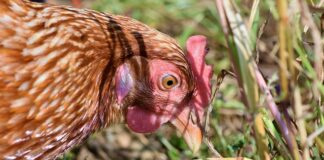 Czy chów i hodowla to to samo?