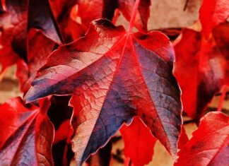 Jaki jest najszerszy heder?