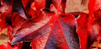 Jaki kombajn ma największy heder?