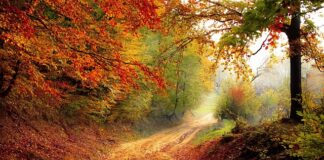 Co to jest mgła olejowa?