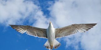 Skąd nazwa VW Polo?