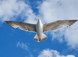 Skąd nazwa VW Polo? Skąd nazwa VW Polo?