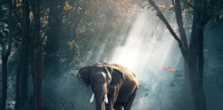 Ile jest zwierząt hodowlanych w Polsce?