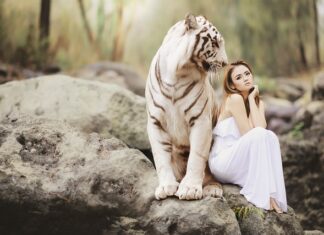 Czy można mieć tygrysa?
