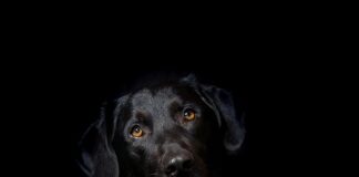 Czy hybrydą się opłaca?