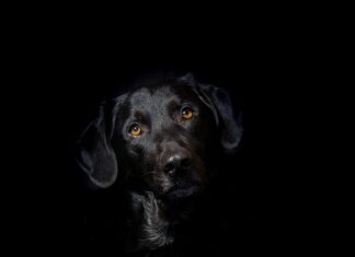 Czy hybrydą się opłaca? Czy hybrydą się opłaca?