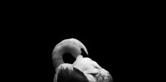 Od czego zależy sposób chowu zwierząt?