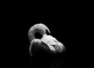 Od czego zależy sposób chowu zwierząt? Od czego zależy sposób chowu zwierząt?