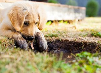Jak legalnie sprzedać szczeniaki?