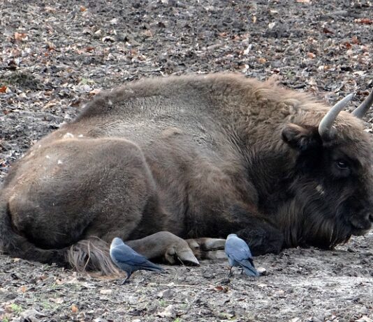 W jaką hodowle zainwestować?