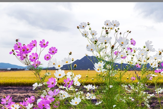 Jaki kombajn na 400 ha? Jaki kombajn na 400 ha?