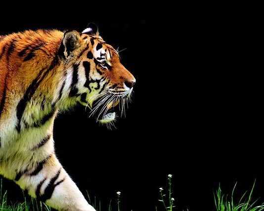 Czy automat może zgasnąć przy ruszaniu? Czy automat może zgasnąć przy ruszaniu?