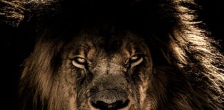 Czy w Polsce można mieć lwa?