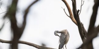 Co to jest gładzenie?