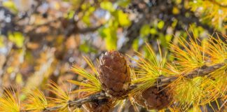 Jakie klocki żywiczne czy metaliczne?