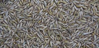 Gdzie jest produkowana Honda CR-V Hybrid?