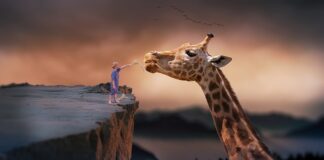 Ile lat może żyć świnia?