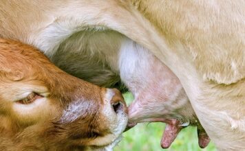 Kiedy wymienić smoczek uspokajający?