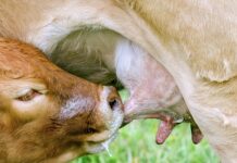 Jaki smoczek dla 2 miesięcznego dziecka? Jaki smoczek dla 2 miesięcznego dziecka?