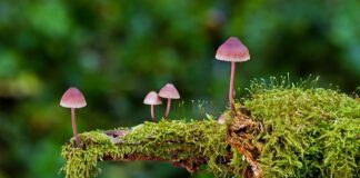 Jak dobrać gąbki do słuchawek?